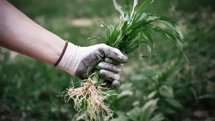 Weeding the Garden for Technology Choking Our Schools