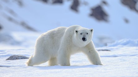 Polar Bears & 2018 Ed-Tech Sales Target Attainment
